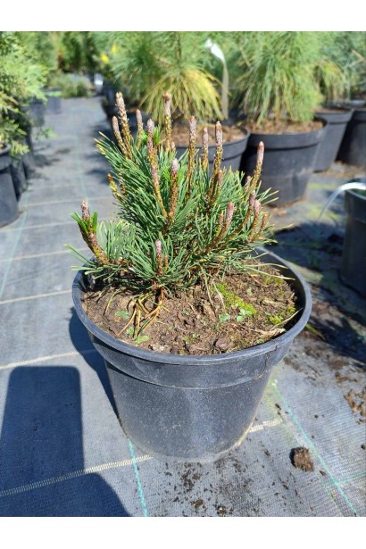 Сосна гірська Мугус - 3л/вис.15-20см/Ø15-20см